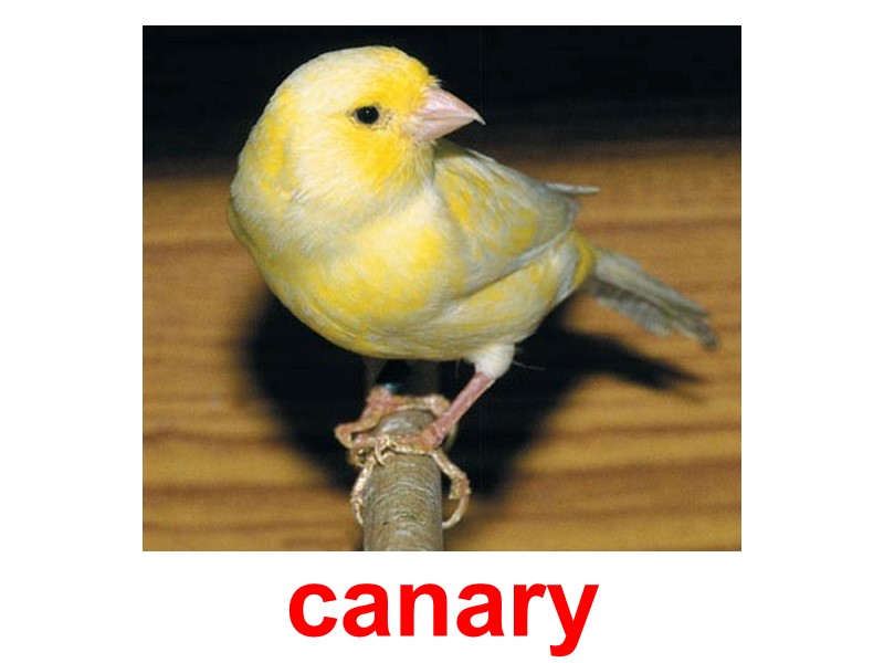 canary